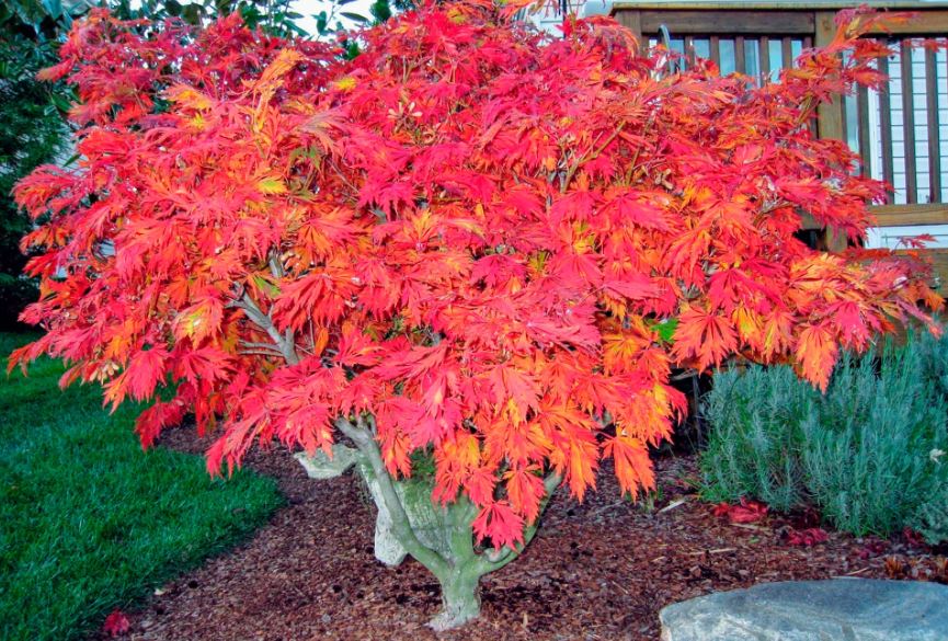 Most Colorful Japanese Maple Trees