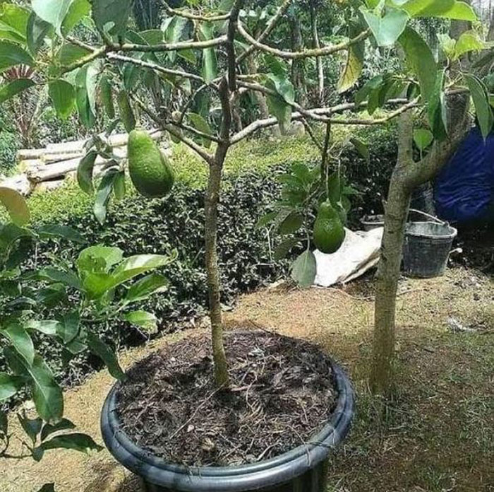 Growing Avocados in Containers