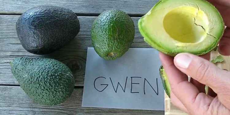 Gwen avocado variety