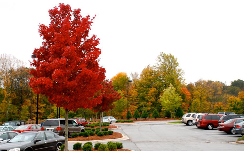 How to Grow Autumn Blaze Maple Trees