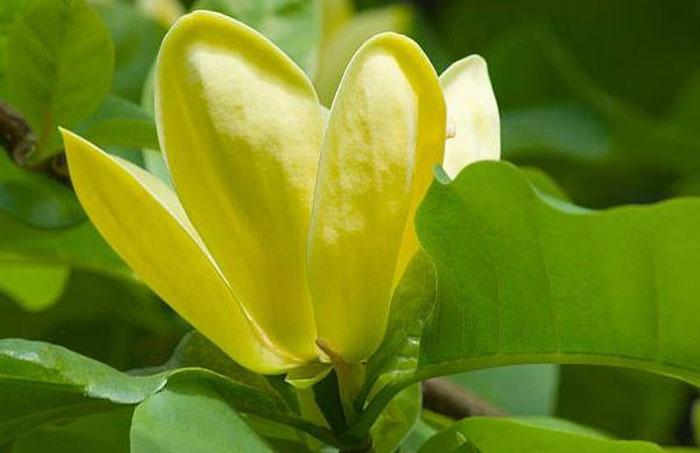How to Grow Magnolia Trees in Your Yard