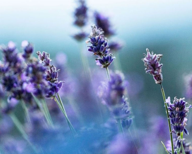 lavender for skin itchy