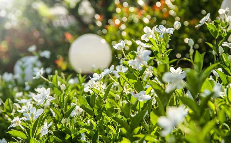 Health Benefits of Gardenia Essential Oil