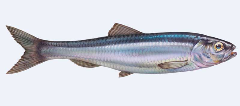 Herring Fish, omega 3 rich foods