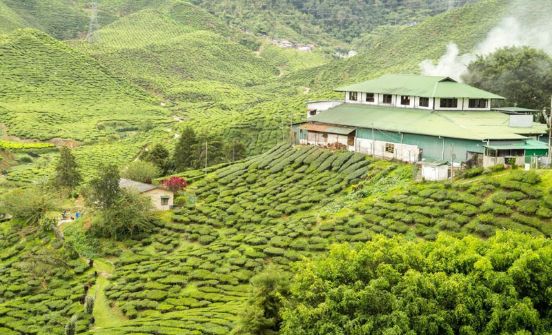 Munnar, best place to visit in India
