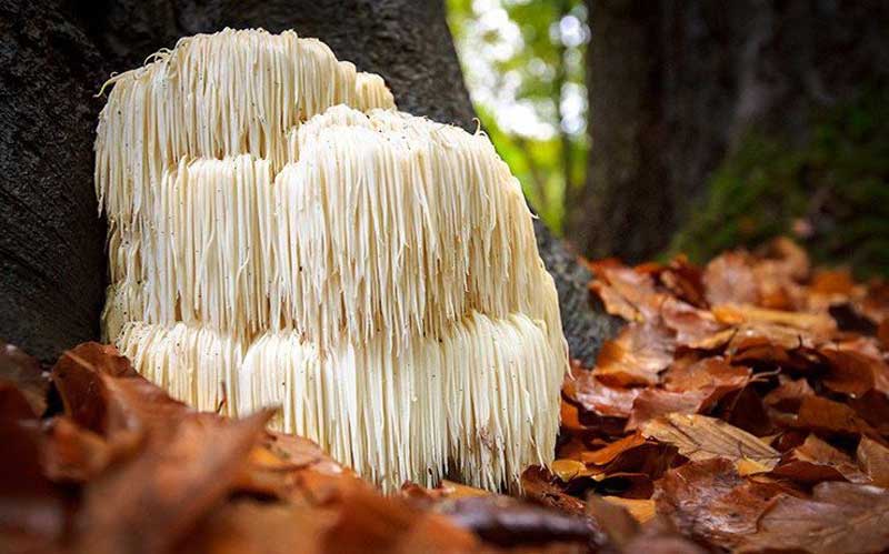 Mushroom, lion mane mushroom for health