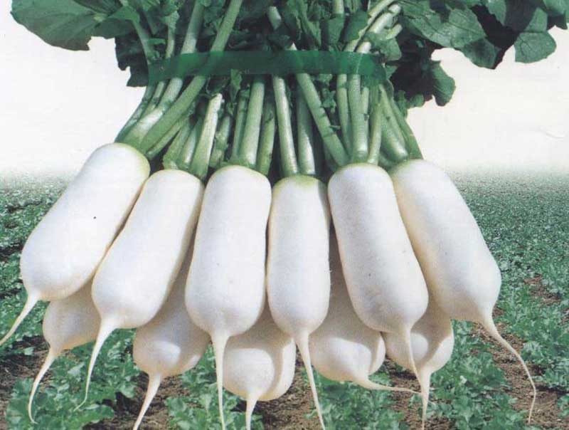 Radish is one tuber that full with nutrient and good for health