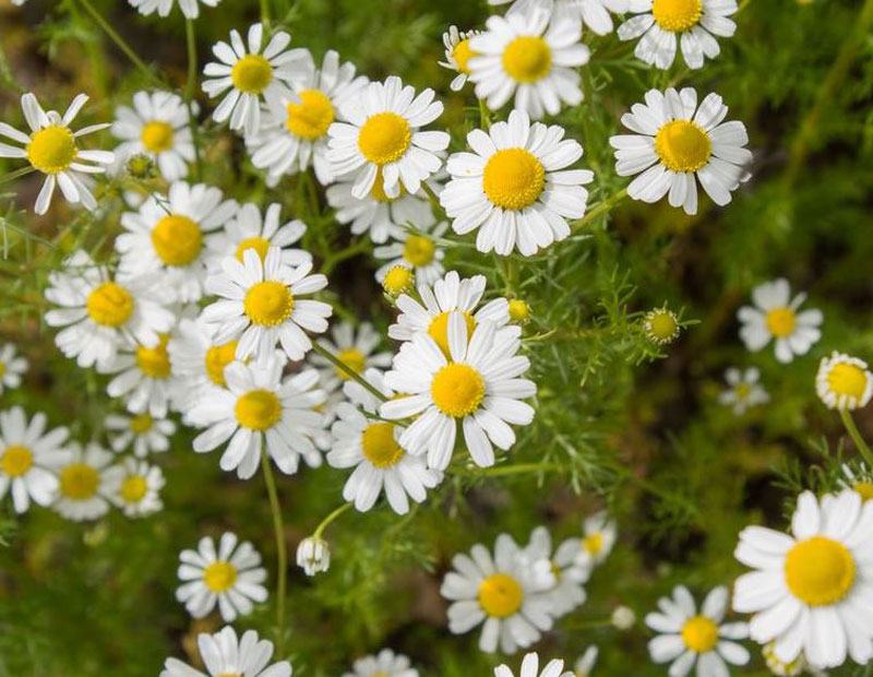 chamomile for skin itchy