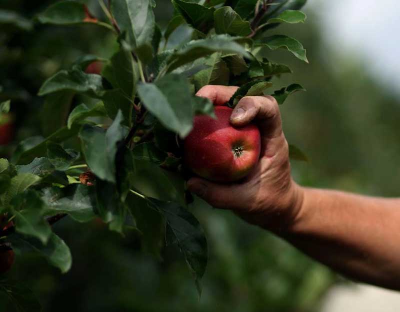How to pick apples, Hold the apple with the palm of your hand