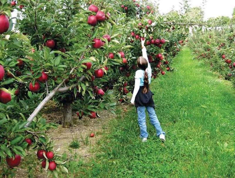How to Pick Apples The Correct Way