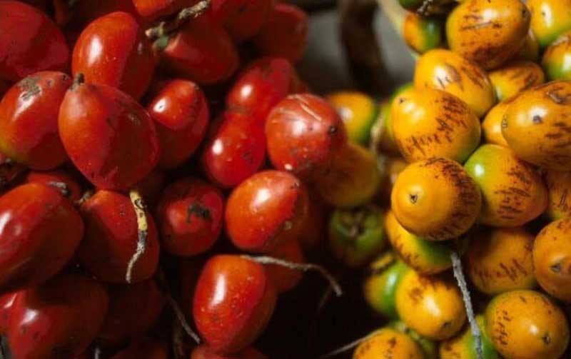 Pejibaye Fruit - One of Costa Rica's Ingredients