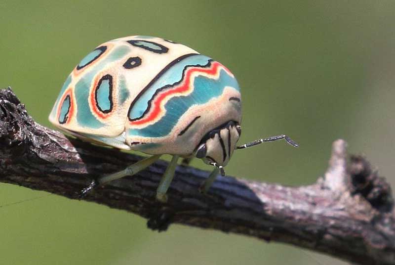 Picasso Bug Facts, Also Call as Zulu Hud Bug
