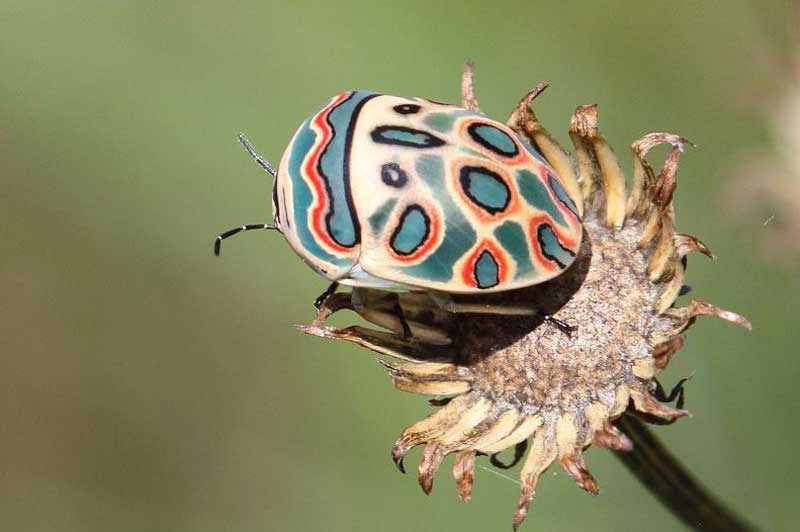 Picasso Bug Facts