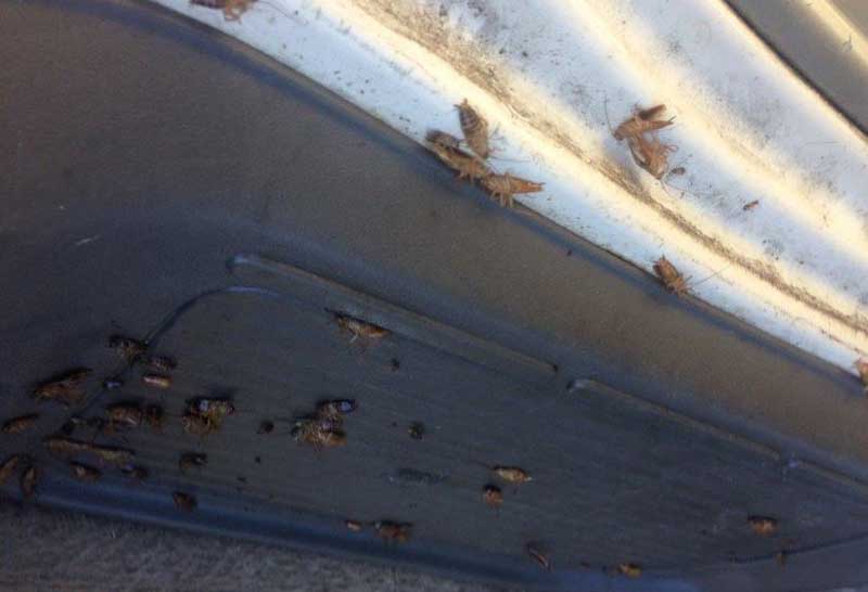 Here How to Get Rid Of Cockroaches In Car naturally