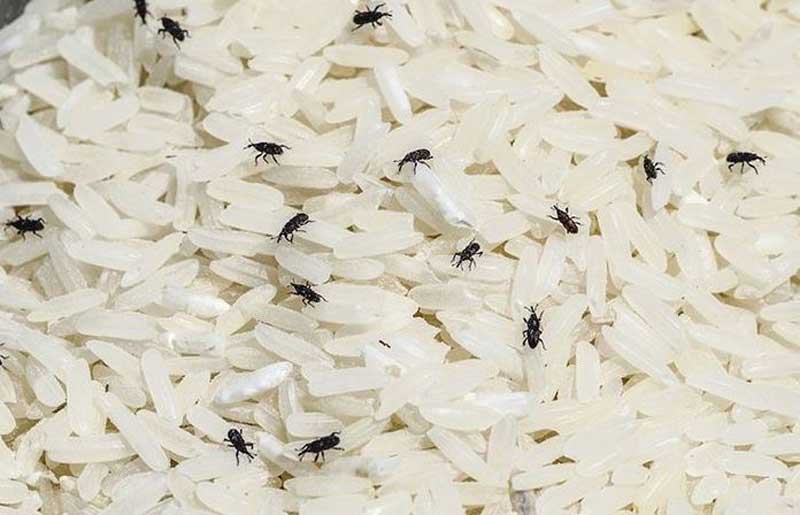 Weevils in rice