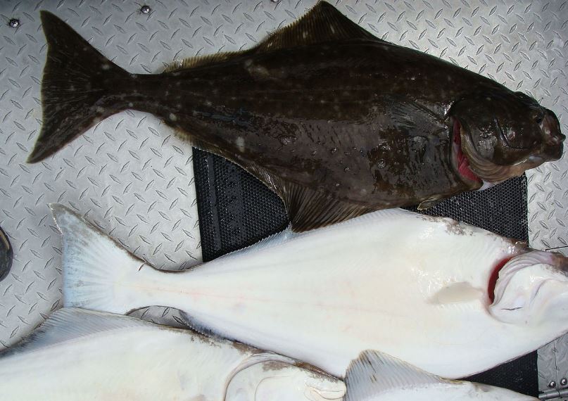 What is Halibut fish