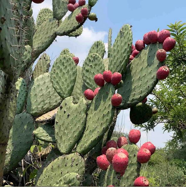 Xoconostle Cactus Fruit