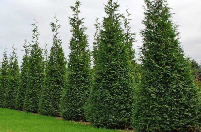 American Pillar Arborvitae - Fast Growing Privacy Hedge