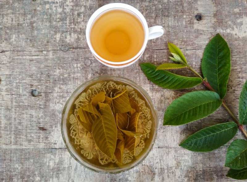 Fight cancer guava leaf tea