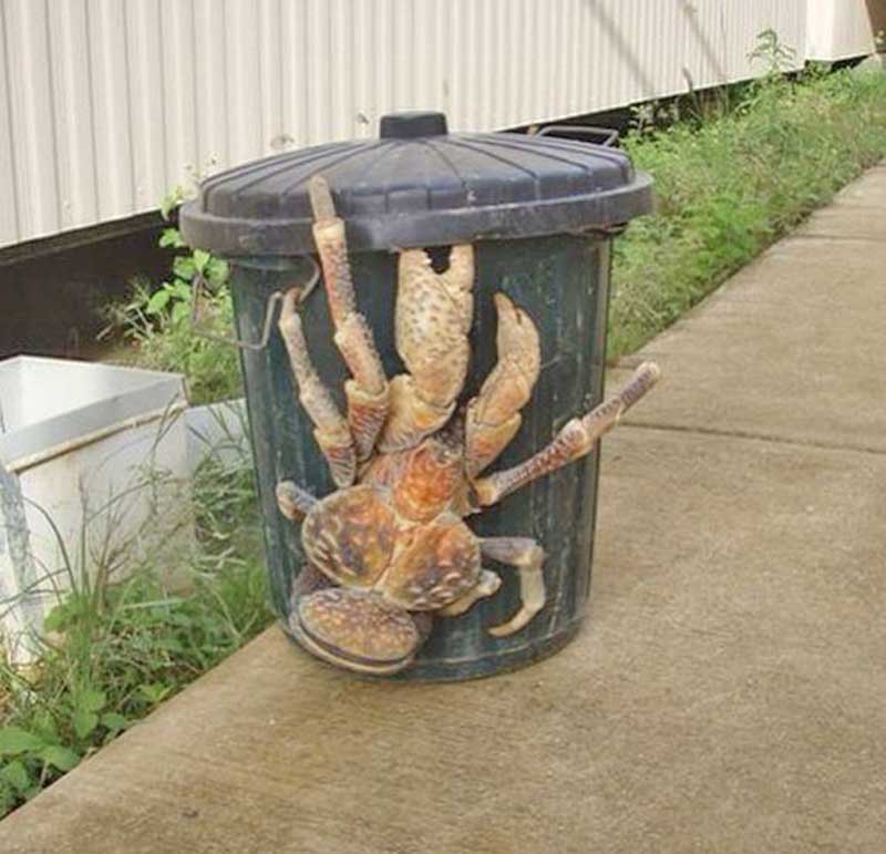 The Coconut Crab (Birgus latro)