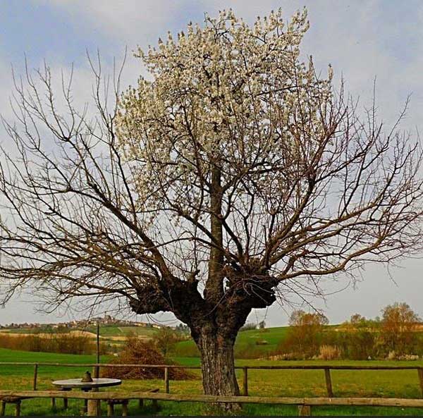 Grana Double Tree