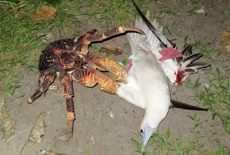 The Coconut Crab (Birgus latro), hunter the bird