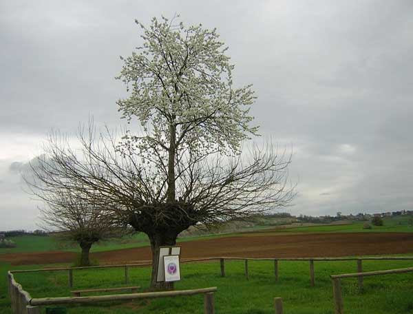 The Double Tree of Casorzo