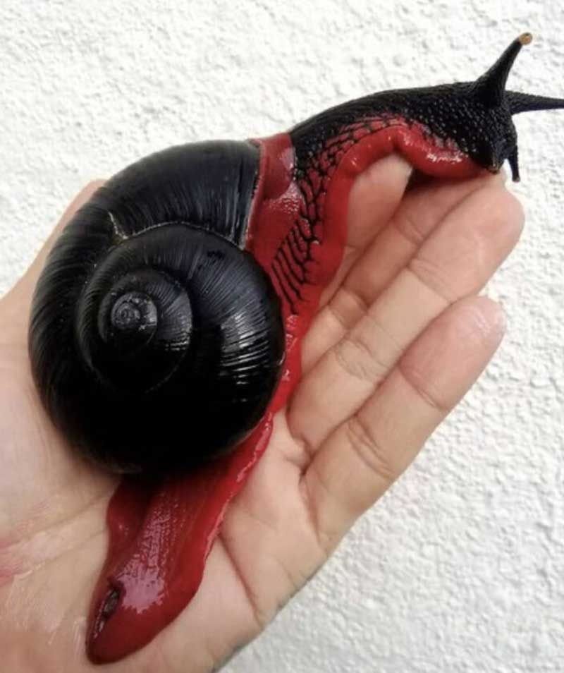 The Fire Snail, The Rare Red and Black Slug