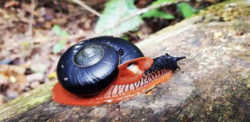 The Fire Snail in Malaysia