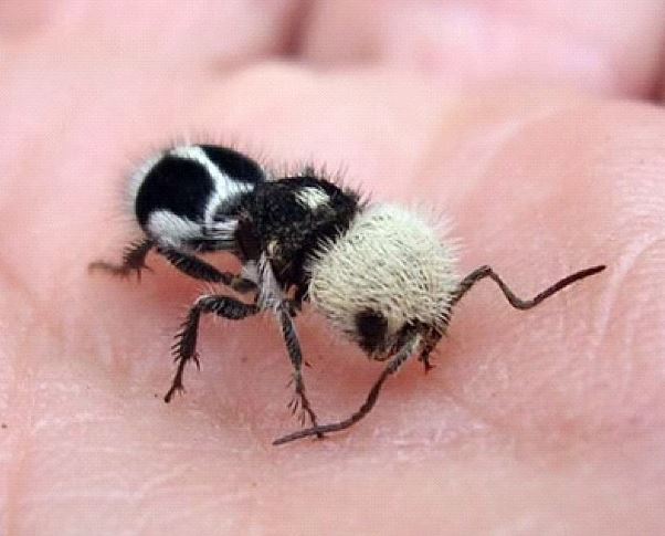 The Panda Ant or Euspinolia militaris