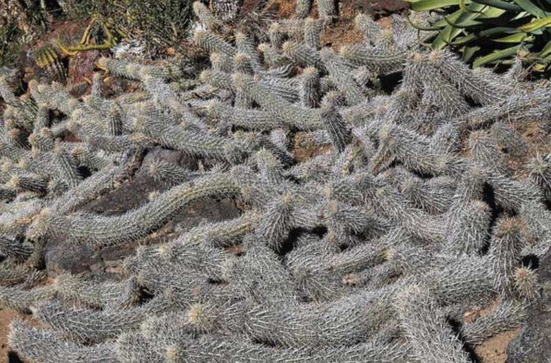 The Walking Cactus Of Baja California Sur