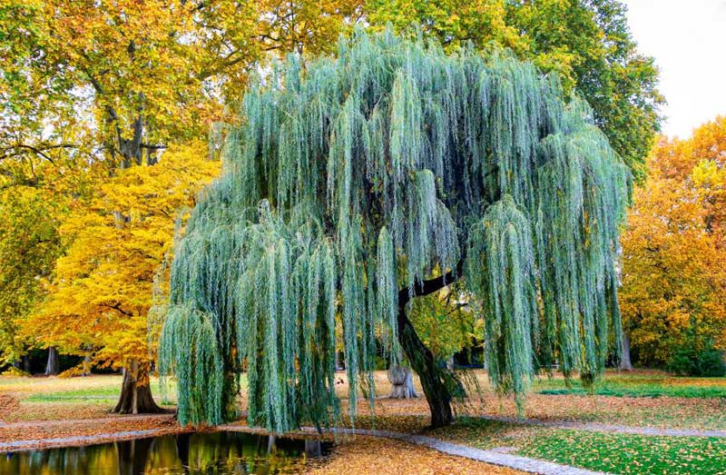 Weeping Willow Tree fastest growing trees