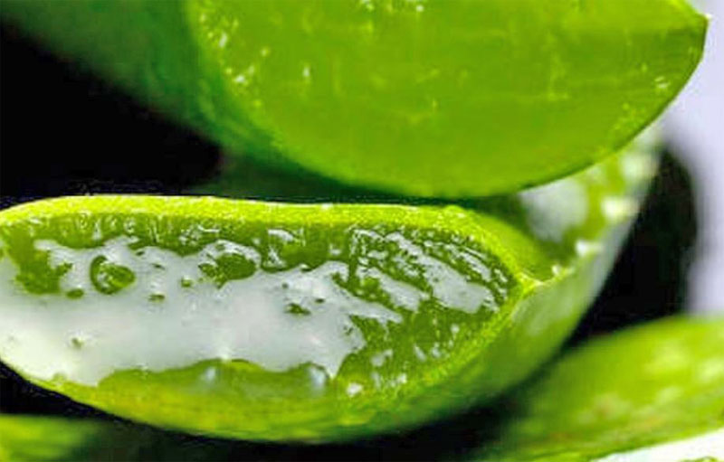Aloe vera helps cure Poison Ivy