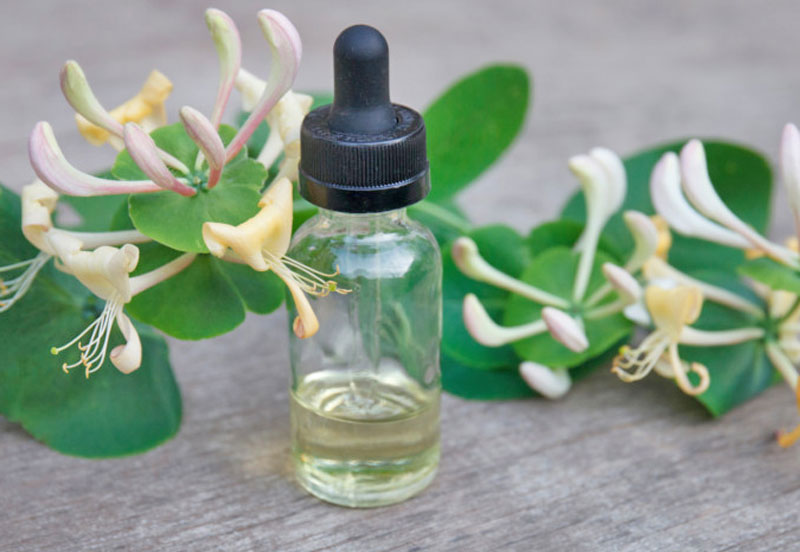 Benefits Of Honeysuckle Essential Oil and Side Effects