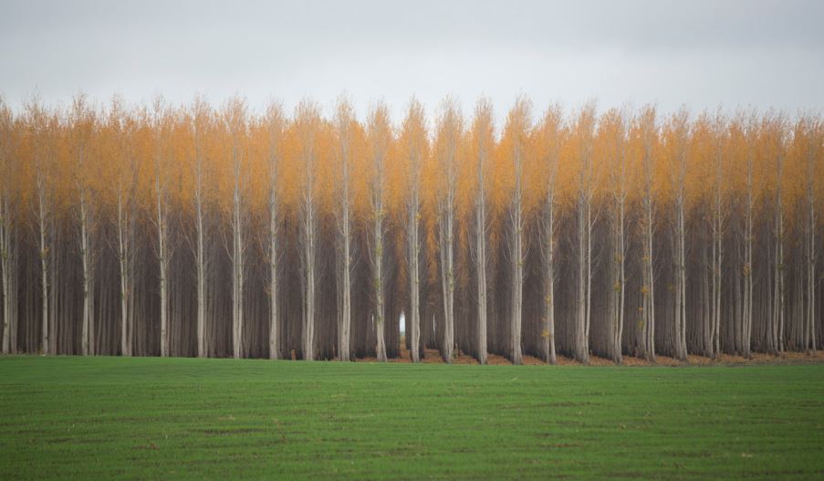 Boardman Tree Farm in Oregon