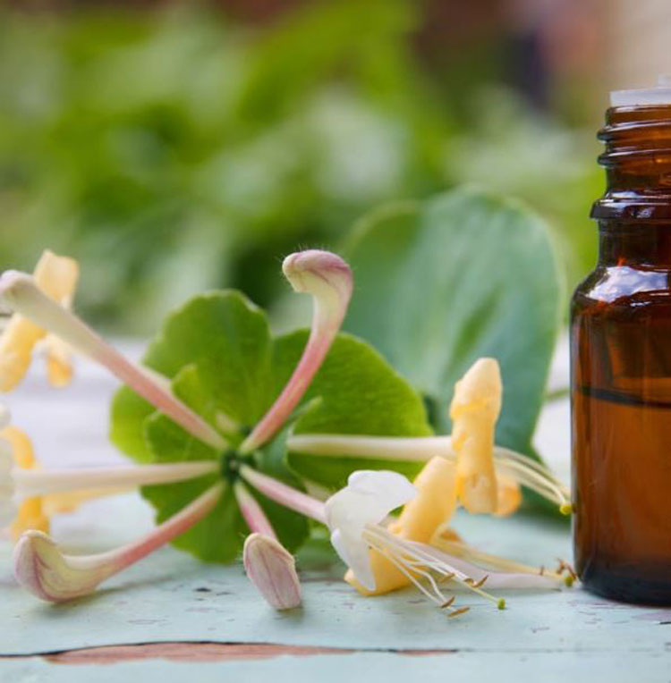 Honeysuckle Essential Oil Benefits and Uses