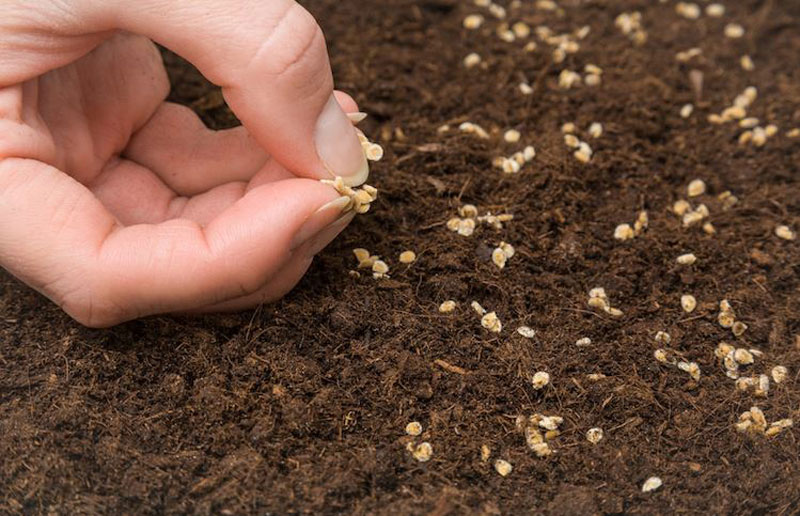 How to Germinate Seeds