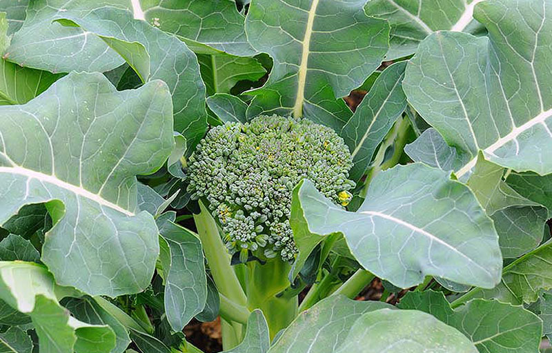 How to Grow Broccoli correctly