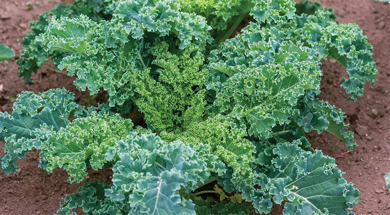 How to Grow Kale - Tips for Growing Kale