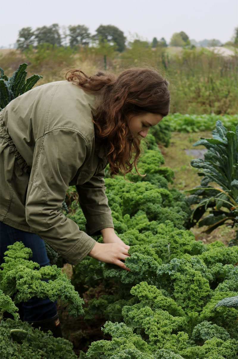 How to Grow Kale and harvest it