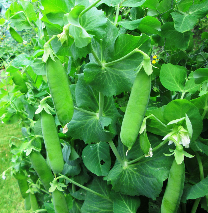 Growing Peas oragnically