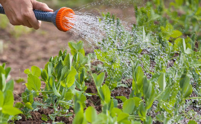 Watering is one of How to Grow Peas 