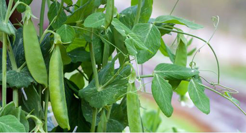 How to Grow Peas in your home