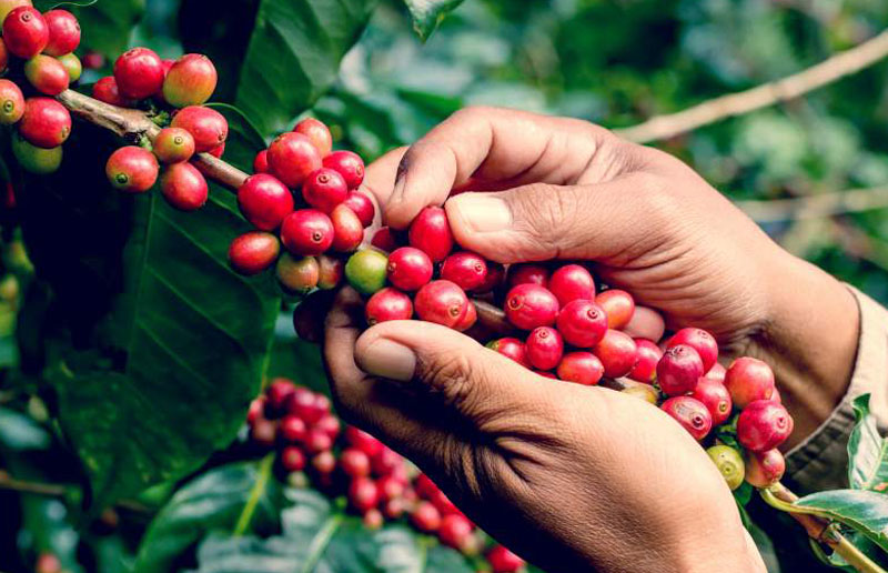 How to Harvest Coffee correctly