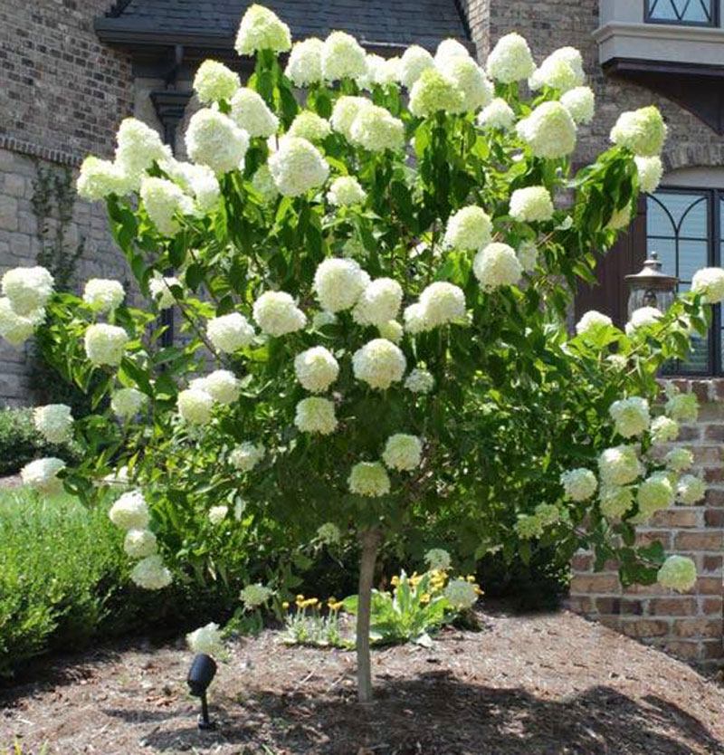 Hydrangea Tree: Learn About Growing Hydrangea Trees