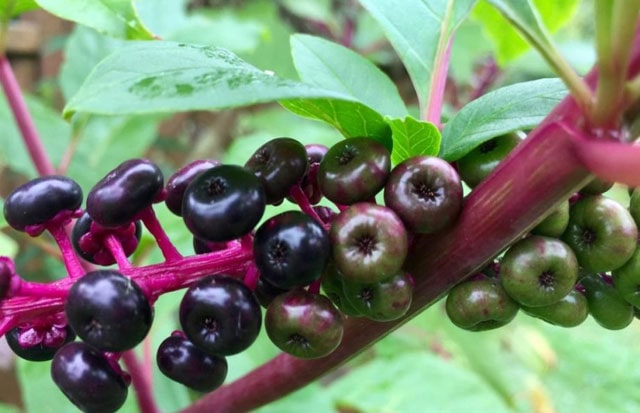 Pokeberry – Phytolacca Americana, Health Benefits