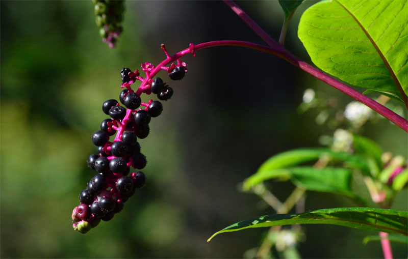 Pokeberry Nutritional Value