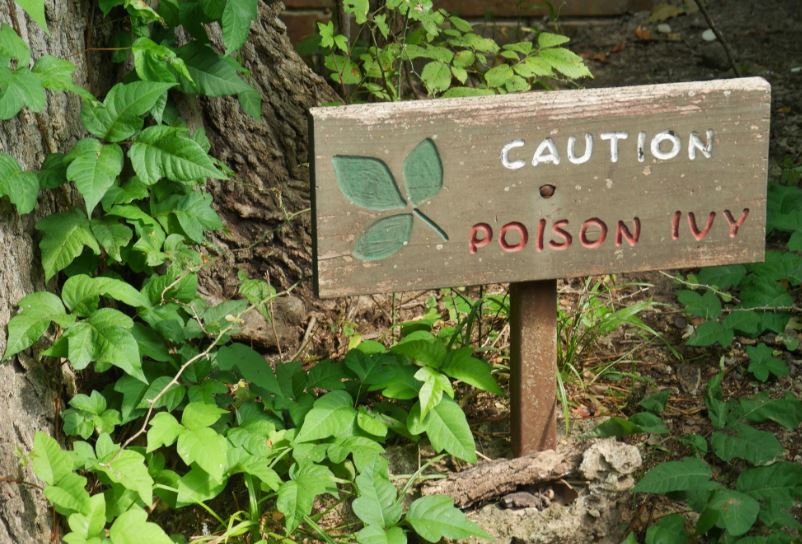 Popular Ways on How to Treat Poison Ivy