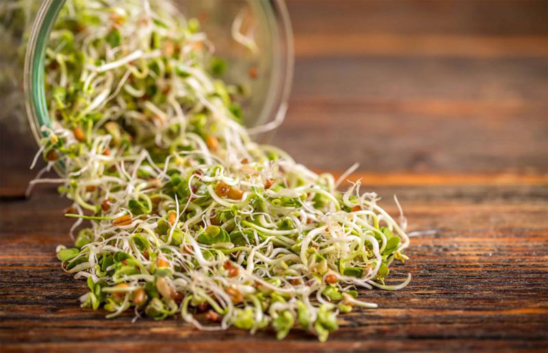 Radish Sprouts Benefits