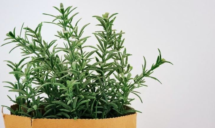 Rosemary for parsley substitute